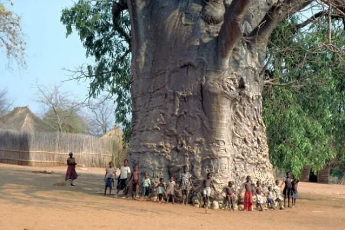 This Baobab Tree Is Said To Be 6000 Years Old