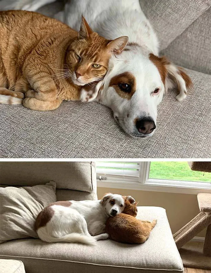 Everyone Needs A Cuddle Buddy Like This