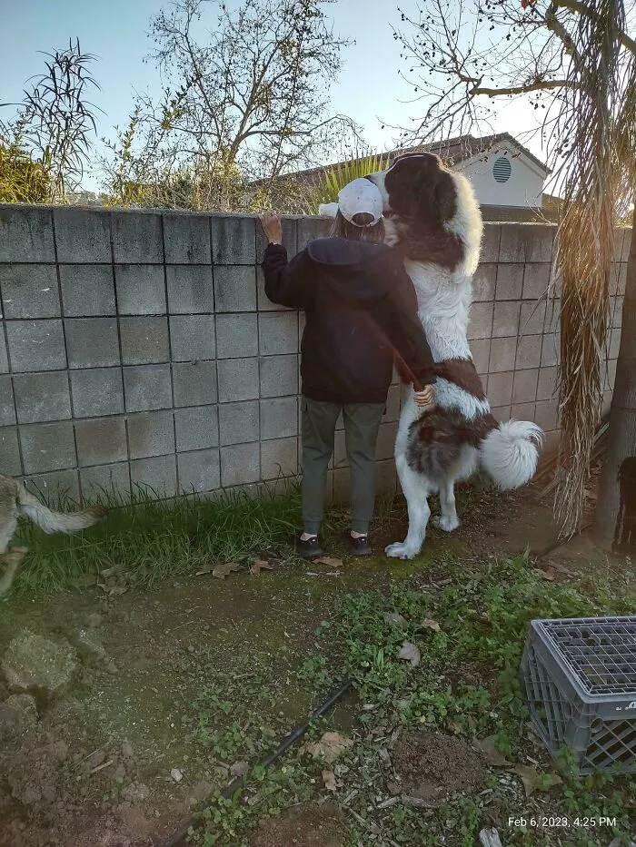 Nuestro cachorro rescatado, 11 meses y medio de edad