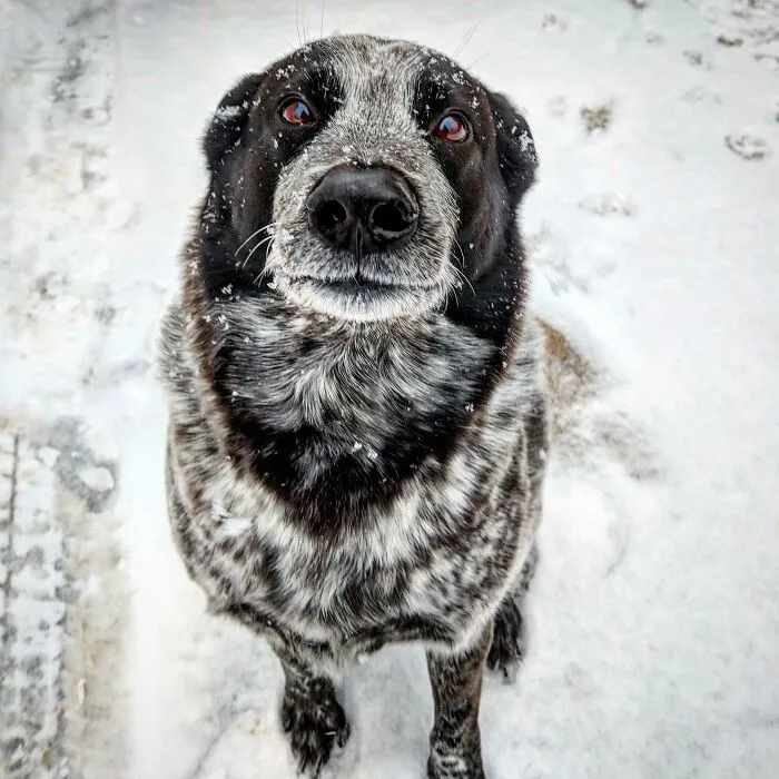 This Is Dingo, He's My 10 Year Old Man