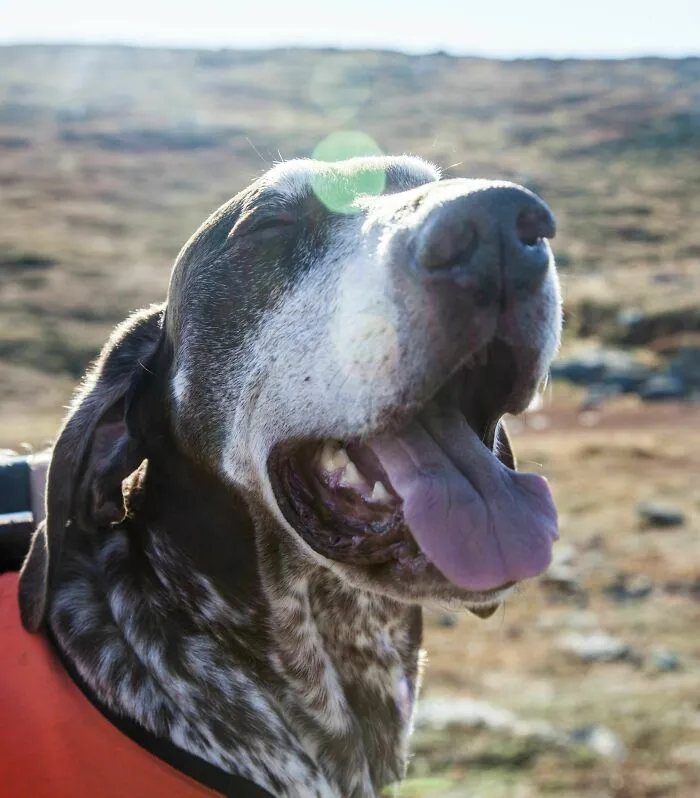 close-up dog's face with closed eyes because of sunshine