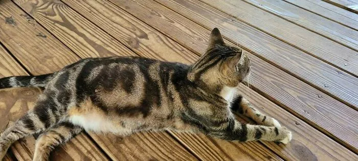 My Aunts Cat Has The Word No Circled In His Fur Pattern