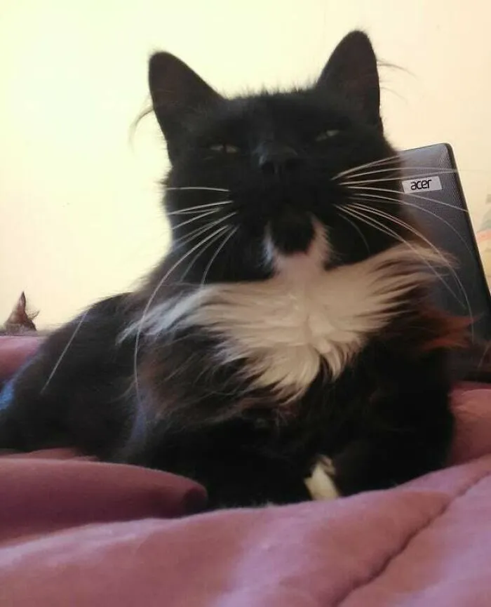 My Cat Has A Fur Bat-Signal