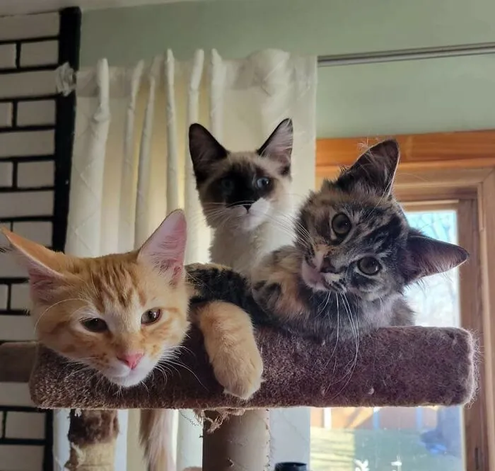 Decidimos adoptar a unas hermanas de 4 meses