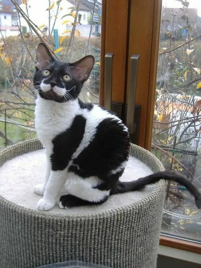 This Cat Has A Moustache, Your Point Is Irrelevant
