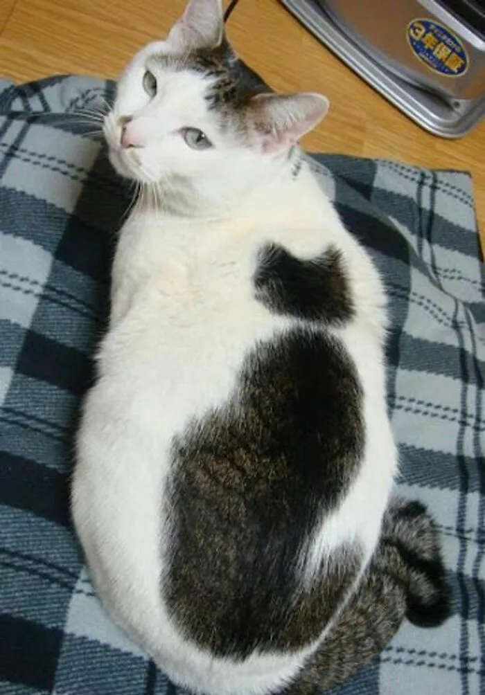 Catception 