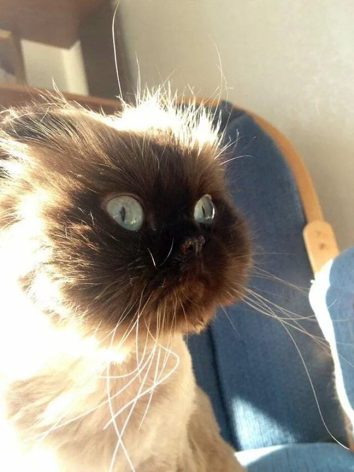 Looks Like A Cartoon Bomb Blew Up In Her Face