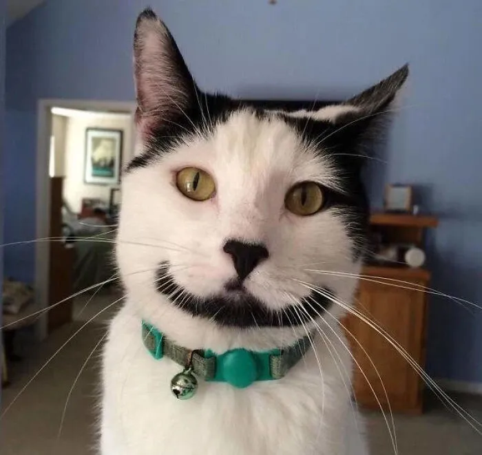 Sirius The Happy Cat!