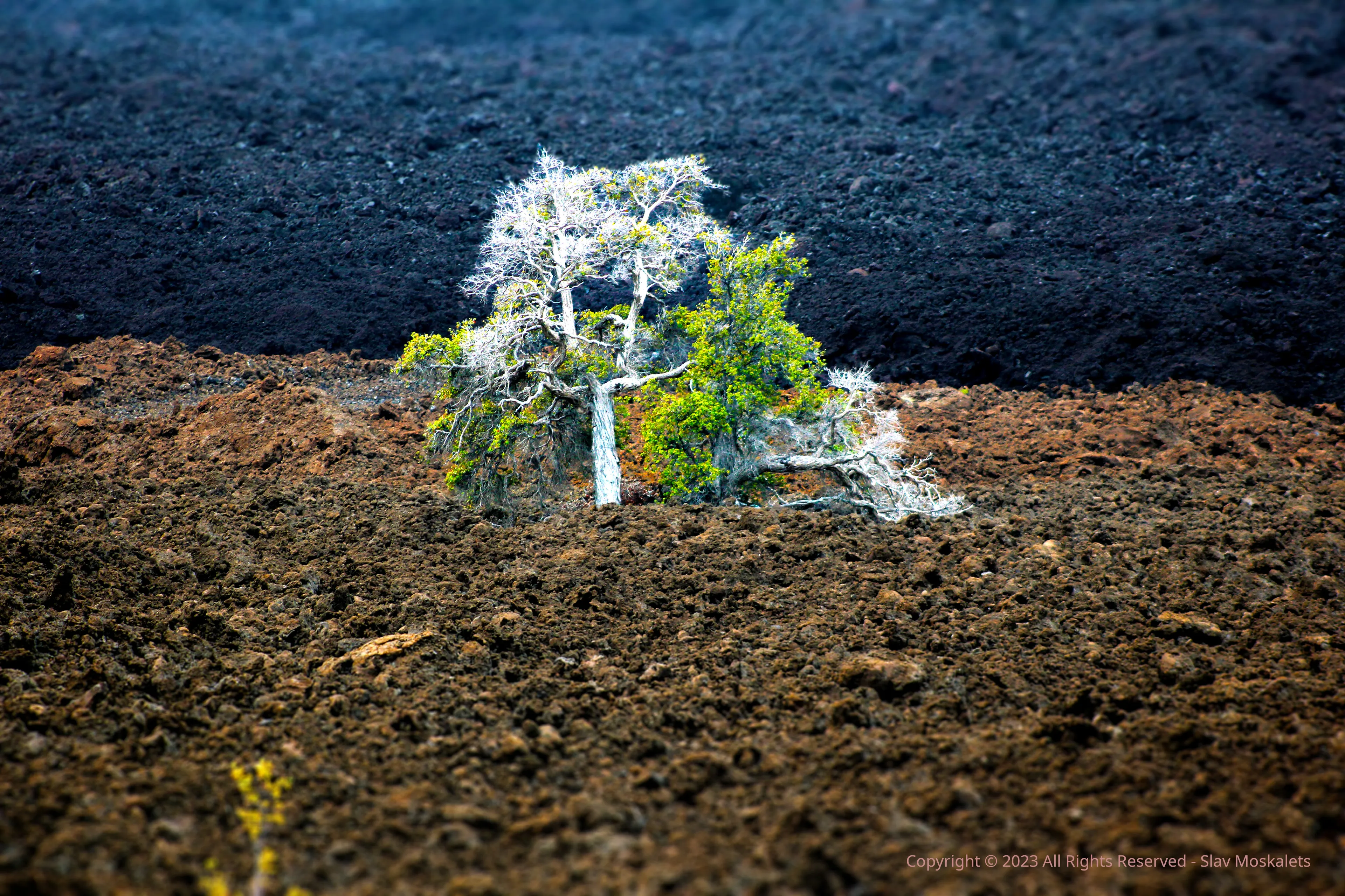 Hawaii Big Island – Tree Of Life – Should We Use A.i. Or Stay With Traditional Photo Editing Methods?