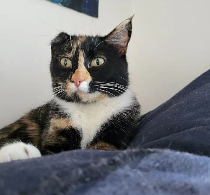 Just Adopted This Sweet One Ear Girl