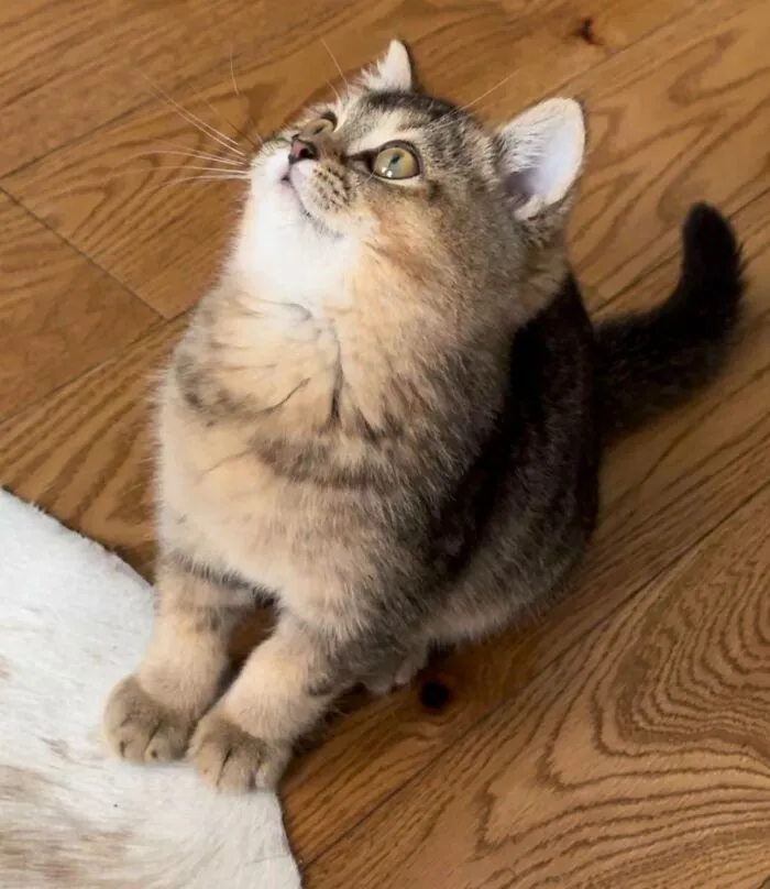 Just Adopted This Derp. Meet Ralph