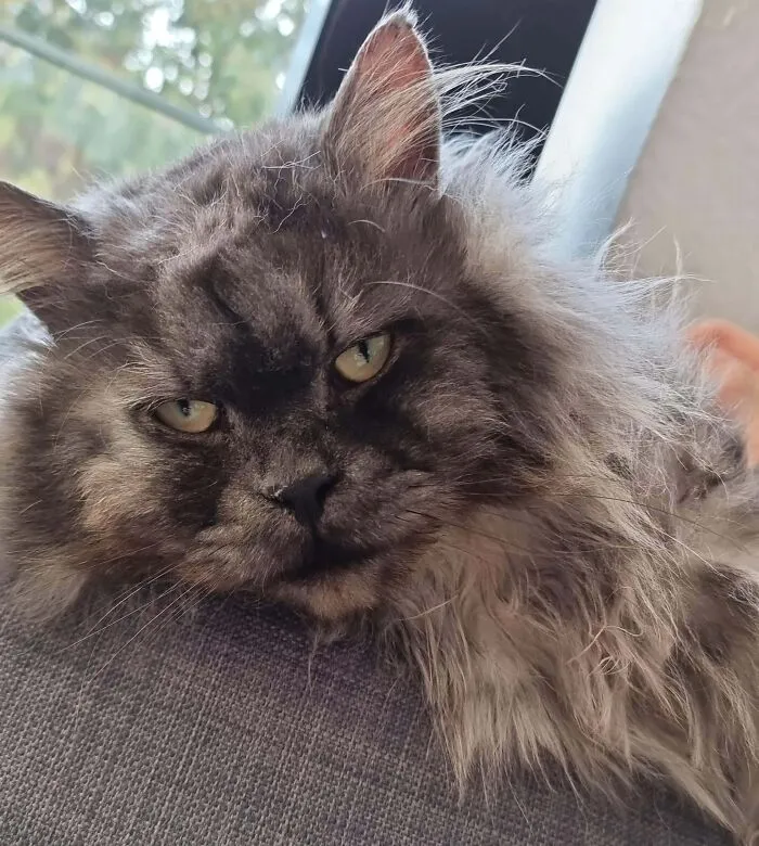 Adopted Him From A Shelter As A Energetic And Sassy Cat, I Have Him Now For 2 Days And He Is Basically Just Cuddling And Sleeping