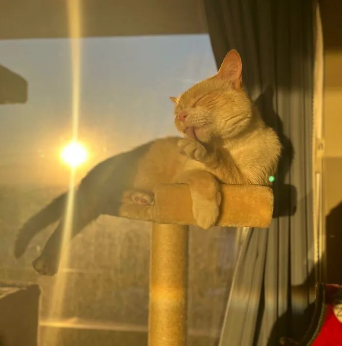 I Adopted A Very Polite And Handsome Gentleman This Week! Meet Miso!