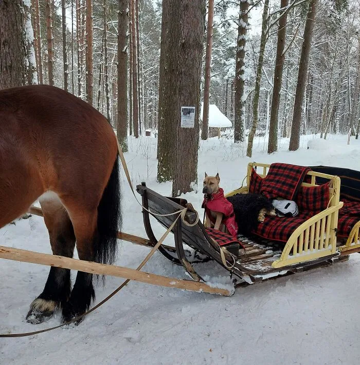 Dogger Enjoying Its Ride