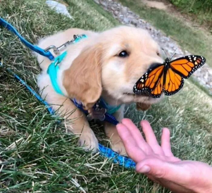 Puppy Discovering A Butterfly