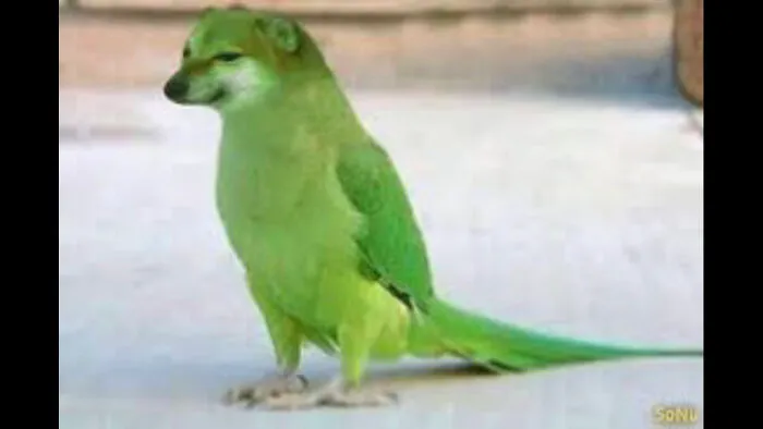 It’s A Dirb. Or A Bog. Idk