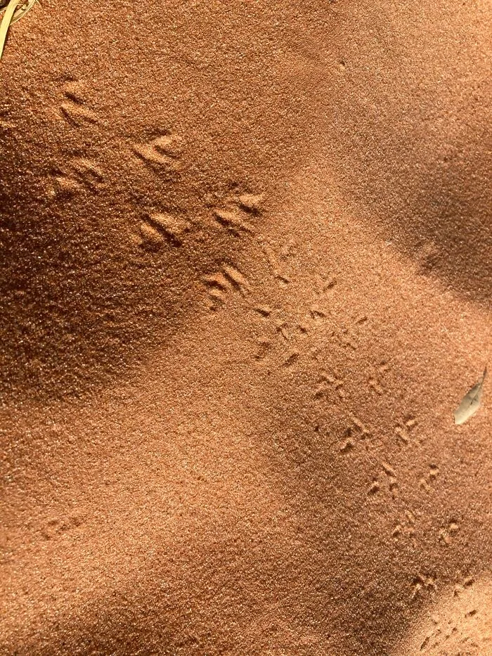 Footprints In The Sand Taken In St. George, Utah