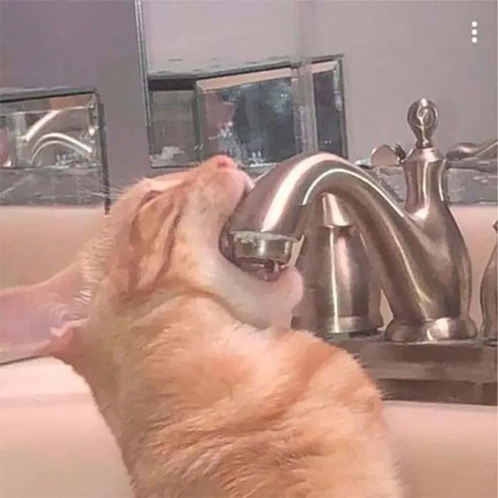 47 Imágenes y memes sin contexto que resultan delirantes, divertidos y muy muy extraños