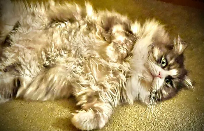 A Fluffy Fury & Fat Floof!!!  Kittysue
