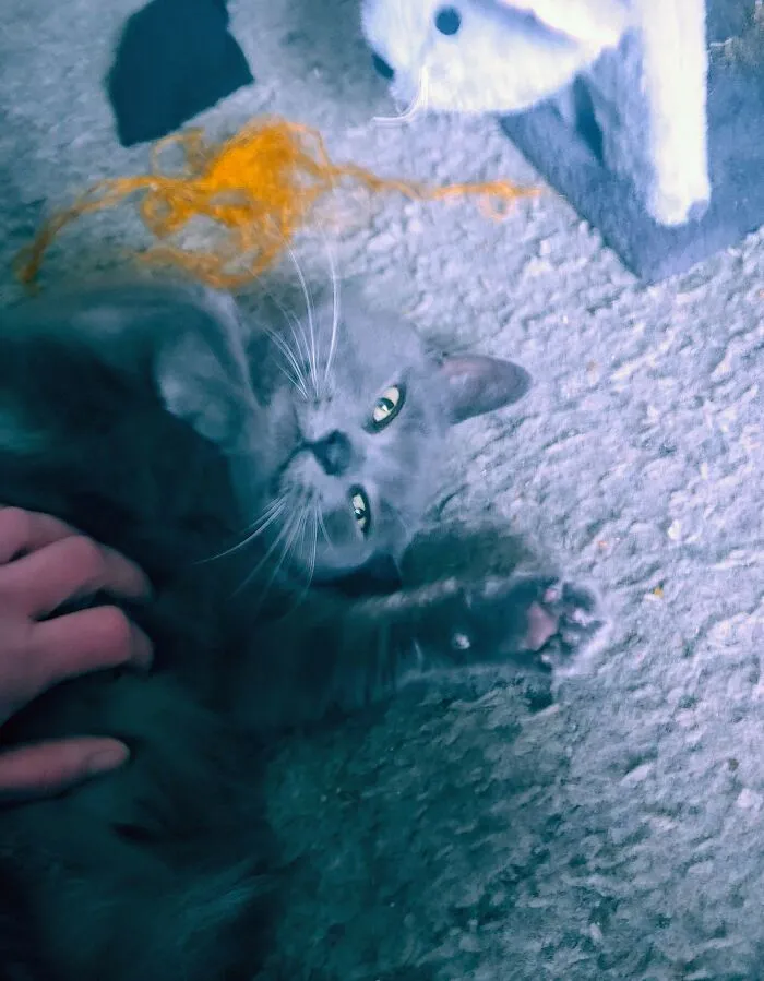 This Is Baba Yaga. Despite Being Named After An Evil Witch From Russian Folklore, She's The Most Affectionate Sweetest Girl Who Loves Belly Rubs