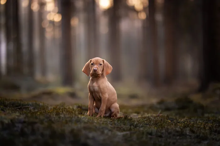 I Am A Dog Photographer And I Love Taking Photos Of Cute Puppies Before They Grow Up (33 New Pics)