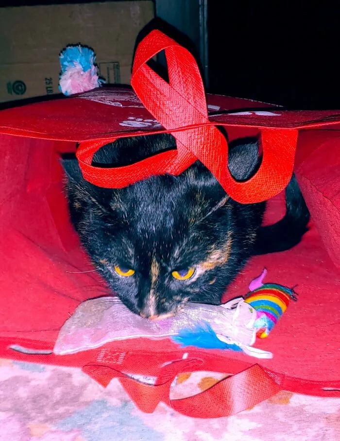Cinder Likes To Drag Her Catnip I Give Her Into Her Crack Den And Lick It