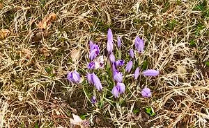 Hey Pandas, Can You Spot The First Signs Of Spring?