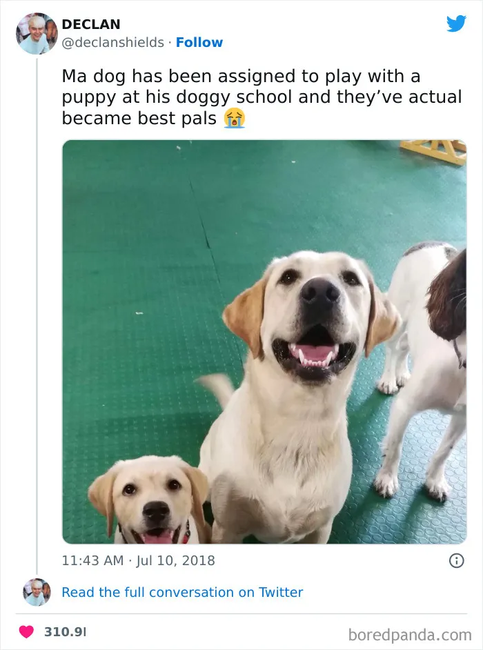 Happy dogs at a doggy school forming a bond, a scene relatable to dog owners.
