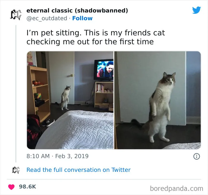 50 Of The Most Hilarious Cat Tweets Ever (New Pics)