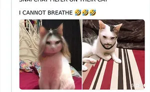 50 Of The Most Hilarious Cat Tweets Ever (New Pics)