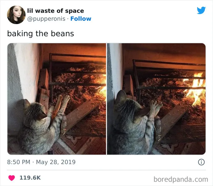 50 Of The Most Hilarious Cat Tweets Ever (New Pics)