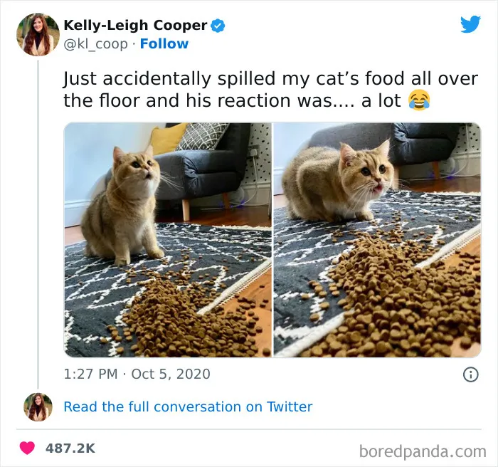 50 Of The Most Hilarious Cat Tweets Ever (New Pics)