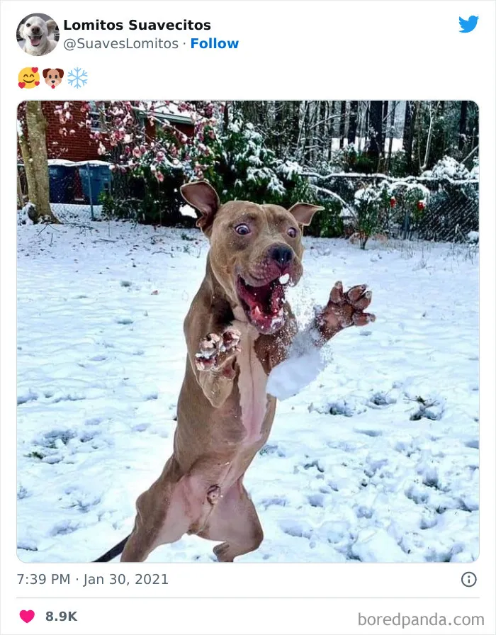 First Snow
