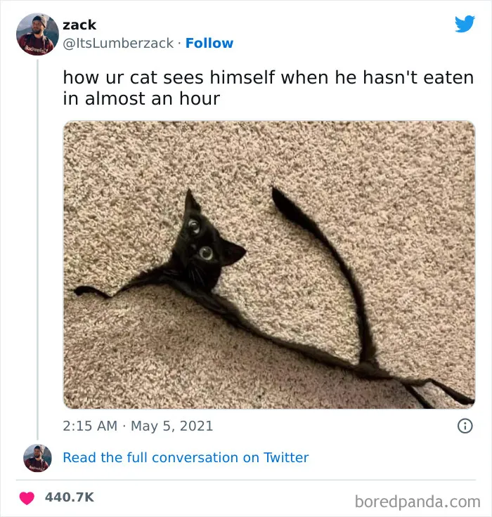 50 Of The Most Hilarious Cat Tweets Ever (New Pics)