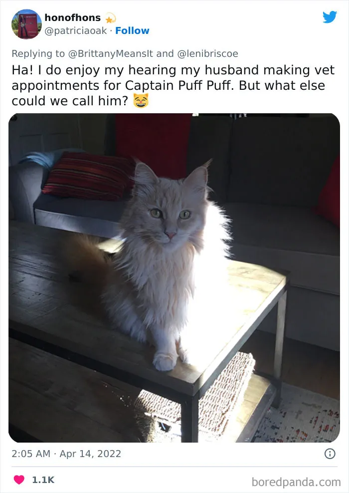 50 Hilarious Cat Names That Crack Vets Up Every Time