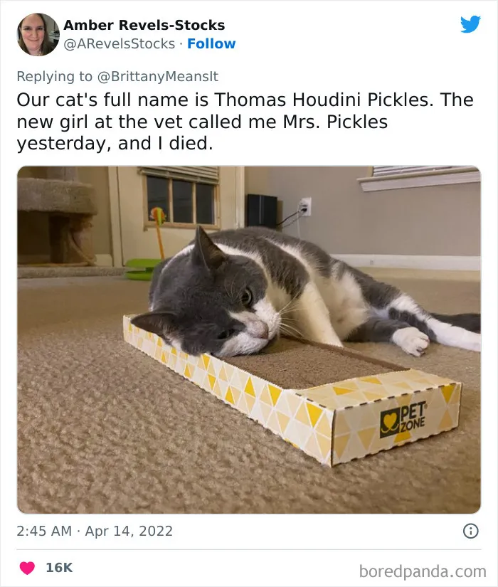 50 Hilarious Cat Names That Crack Vets Up Every Time