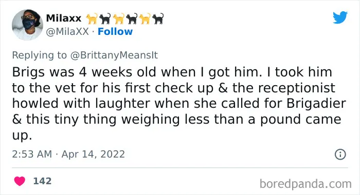 50 Hilarious Cat Names That Crack Vets Up Every Time