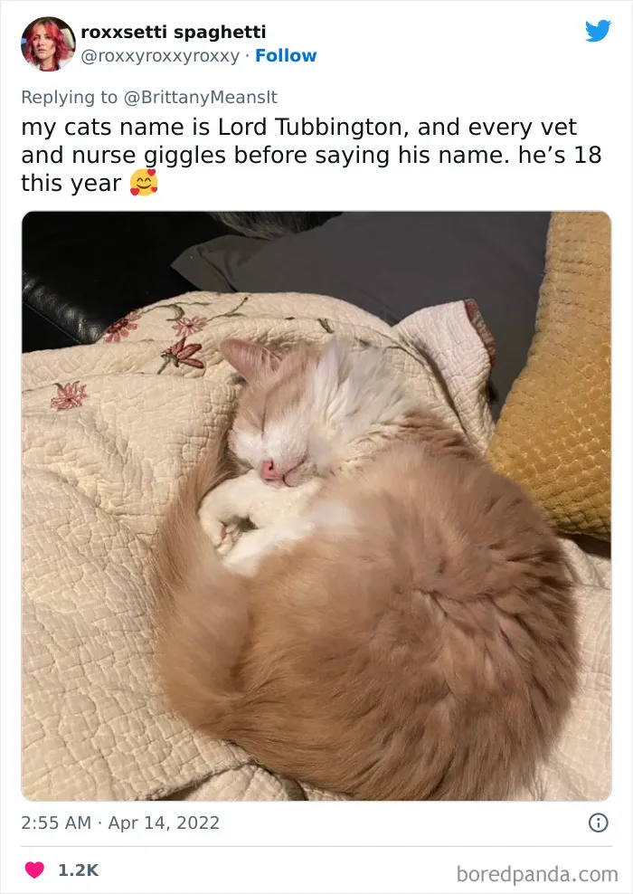 50 Hilarious Cat Names That Crack Vets Up Every Time