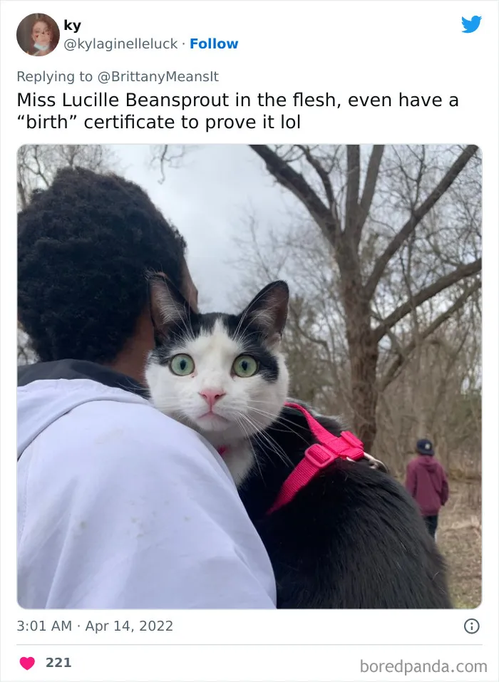 50 Hilarious Cat Names That Crack Vets Up Every Time