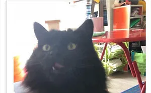 50 Hilarious Cat Names That Crack Vets Up Every Time