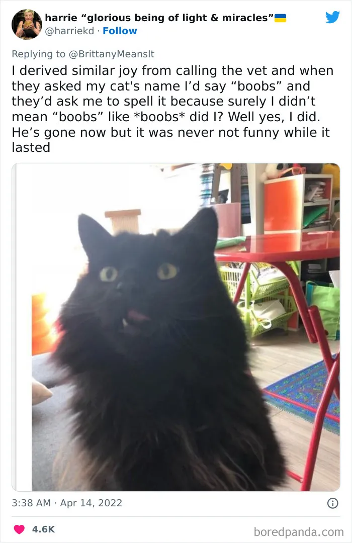 Funny-Cat-Names