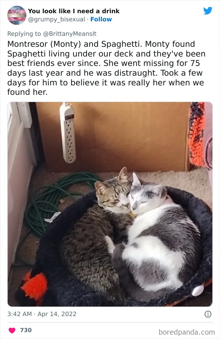50 Hilarious Cat Names That Crack Vets Up Every Time