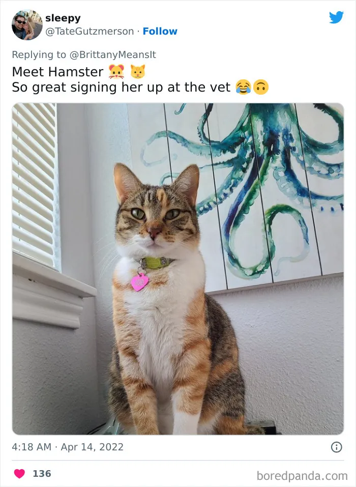 50 Hilarious Cat Names That Crack Vets Up Every Time