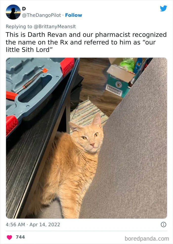 50 Hilarious Cat Names That Crack Vets Up Every Time