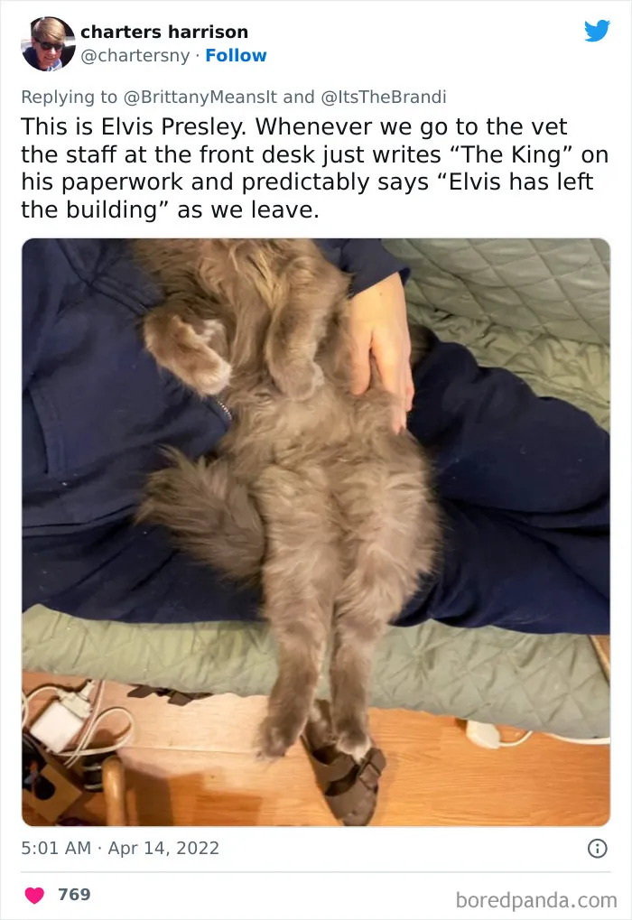 50 Hilarious Cat Names That Crack Vets Up Every Time