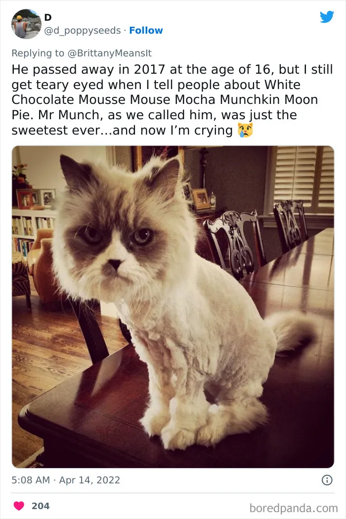 50 Hilarious Cat Names That Crack Vets Up Every Time