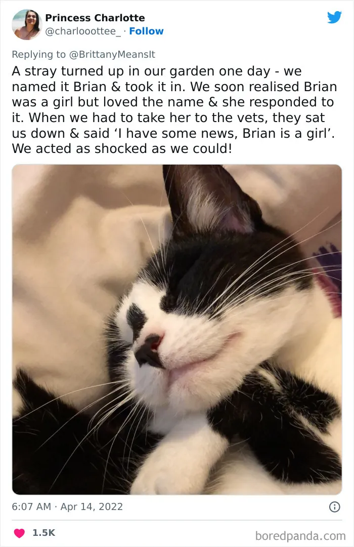 50 Hilarious Cat Names That Crack Vets Up Every Time