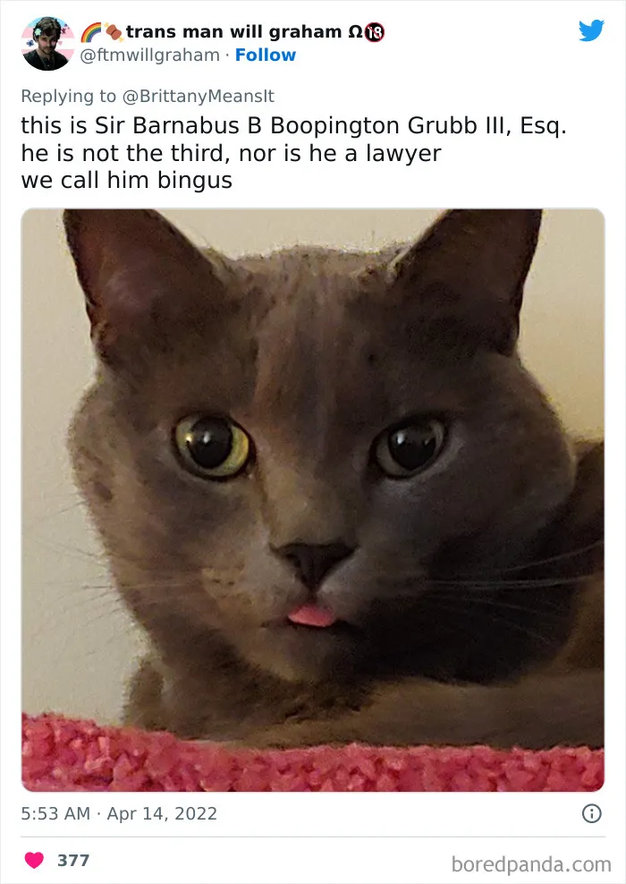 50 Hilarious Cat Names That Crack Vets Up Every Time