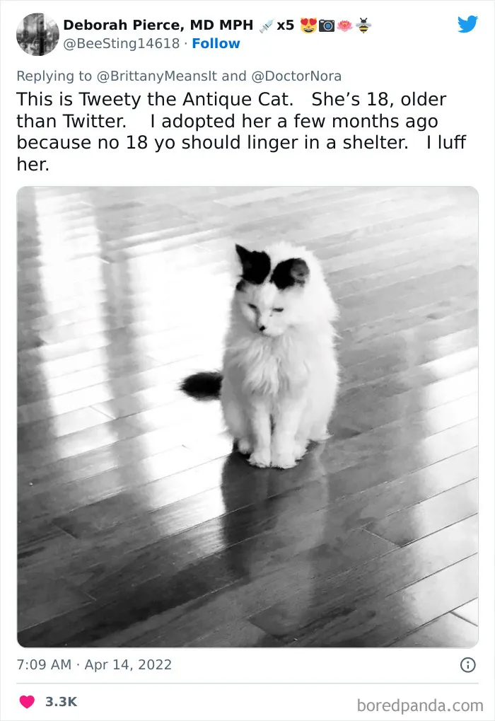 50 Hilarious Cat Names That Crack Vets Up Every Time
