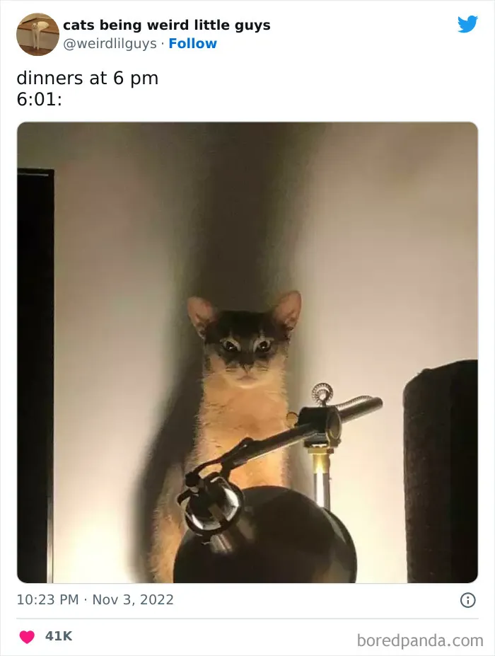 50 Of The Most Hilarious Cat Tweets Ever (New Pics)